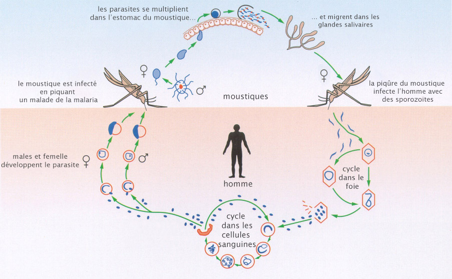 cycle-d-infection-par-les-moustiques