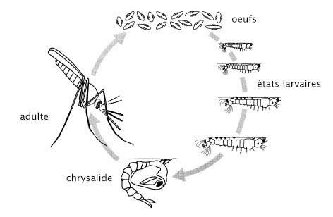 cycle-de-developpement-du-moustique