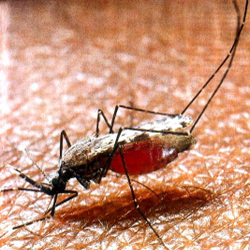 vecteur-du-paludisme-anophele-femelle
