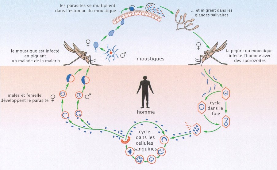 cycle-d-infection-par-les-moustiques