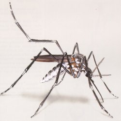vecteur-de-la-dengue-aedes-aegypti