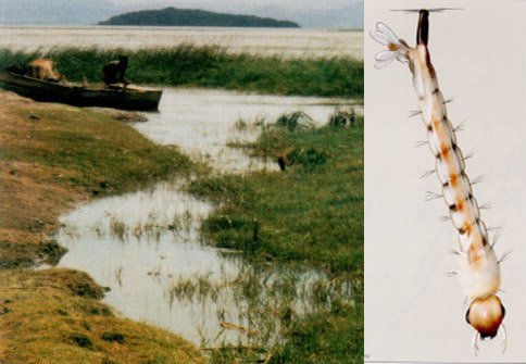 05-larve-de-moustique-en-zone-humide